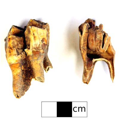 Moose teeth found at GfQa-5