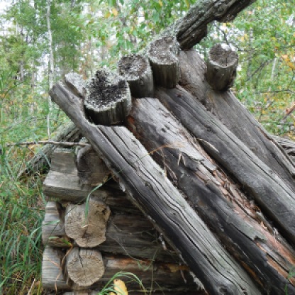Chainsaw-cut cabin logs