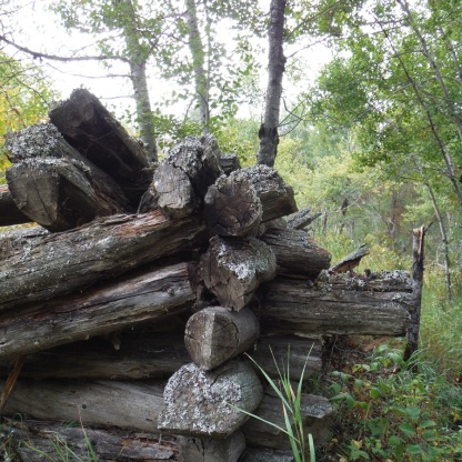 Axe cut cabin logs
